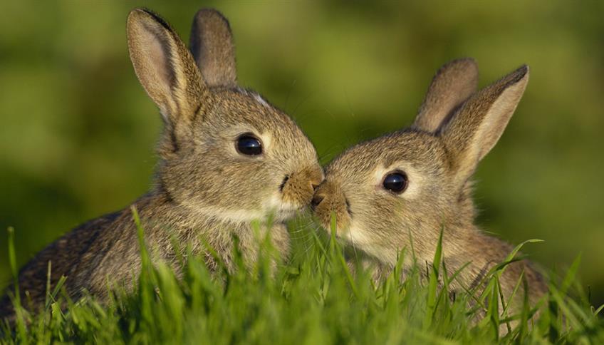 Simpatici, teneri, coccolosi coniglietti Simpatici, teneri, coccolosi coniglietti